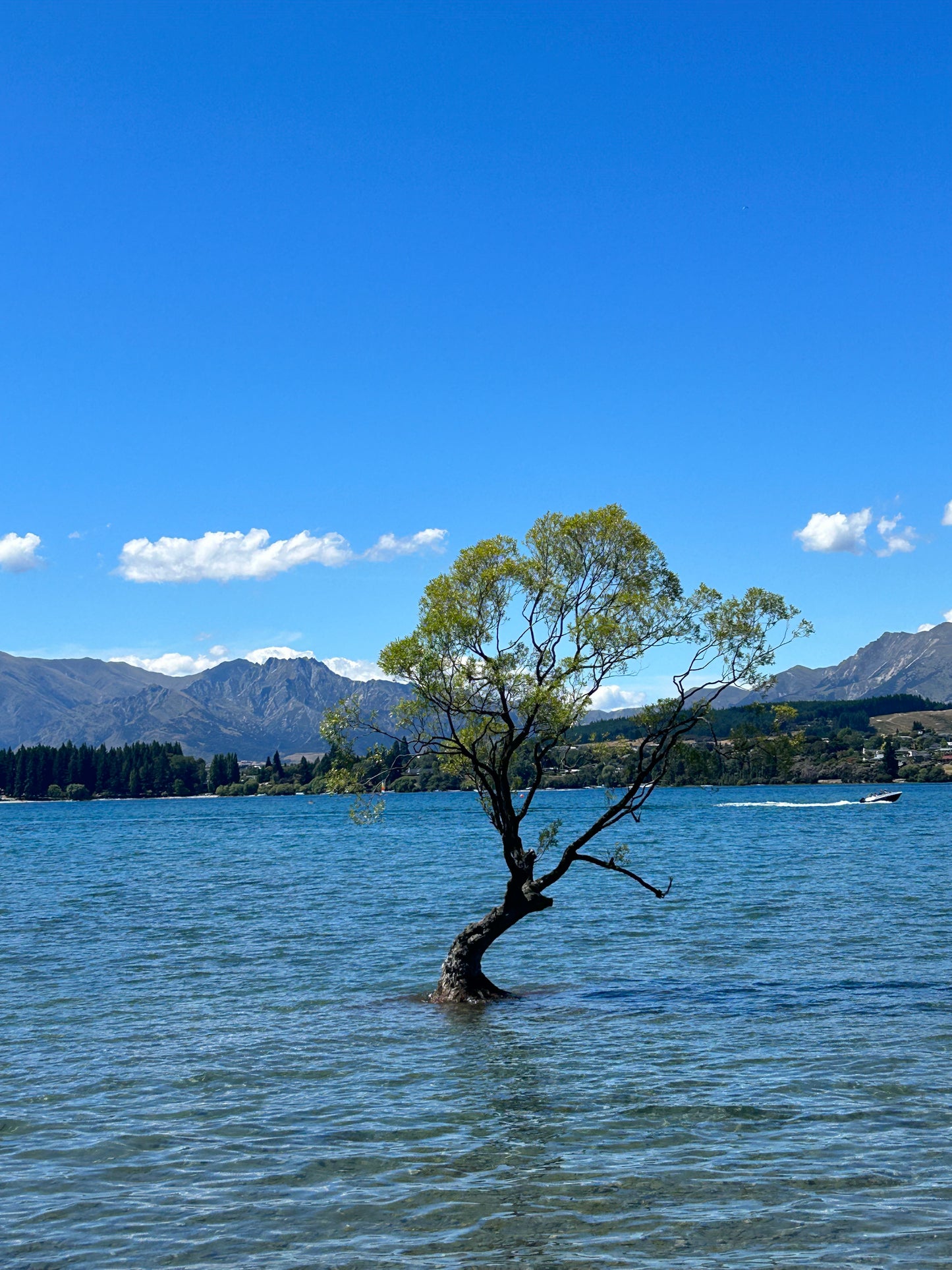 Wanaka Tree T-Shirt