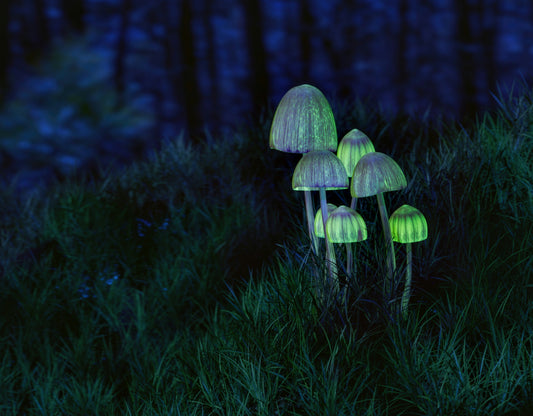 The Fascinating History of Psilocybin and the Discovery of Magic Mushrooms